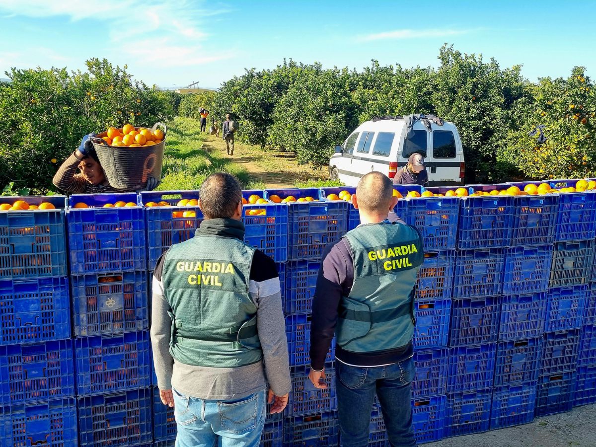 Detenidas 14 personas por el robo de 123 toneladas de naranjas