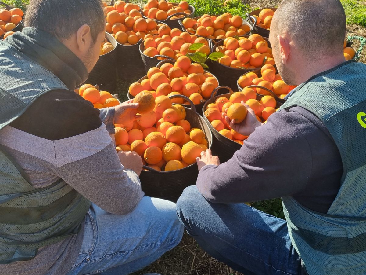 Estas personas habrían sustraído 123.673 kilogramos de naranjas y se les incautaron 27.600 euros en efectivo, fruto de esas ventas.