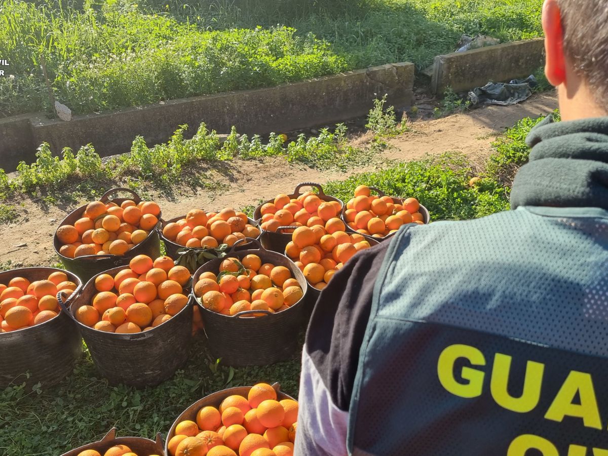 Estas personas habrían sustraído 123.673 kilogramos de naranjas y se les incautaron 27.600 euros en efectivo, fruto de esas ventas.