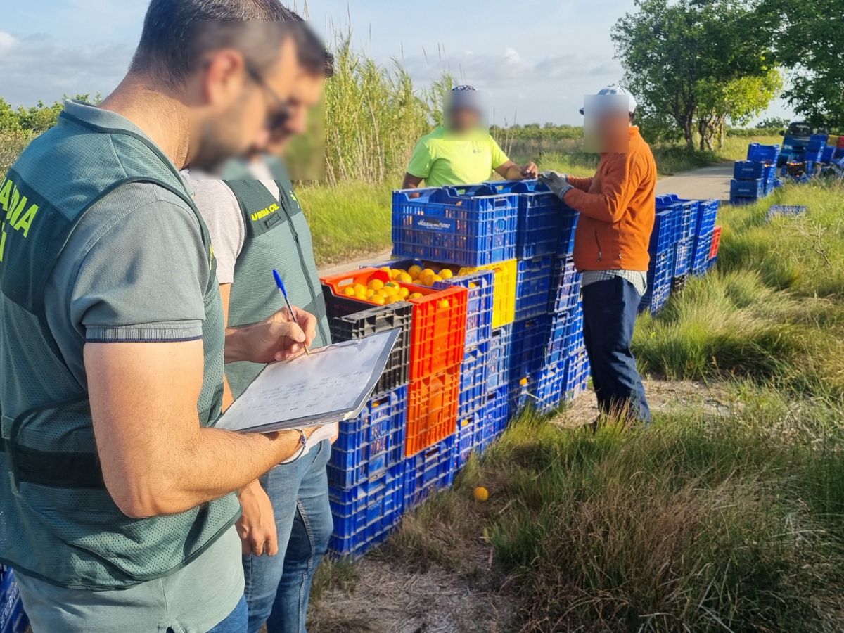 Estas personas habrían sustraído 123.673 kilogramos de naranjas y se les incautaron 27.600 euros en efectivo, fruto de esas ventas.