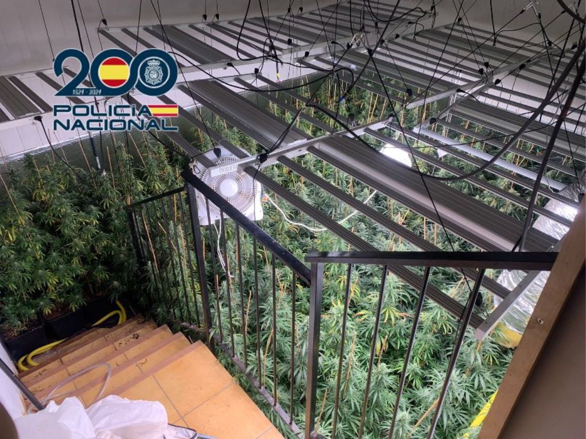 Dos detenidos por cultivo ‘indoor’ con 809 plantas de marihuana