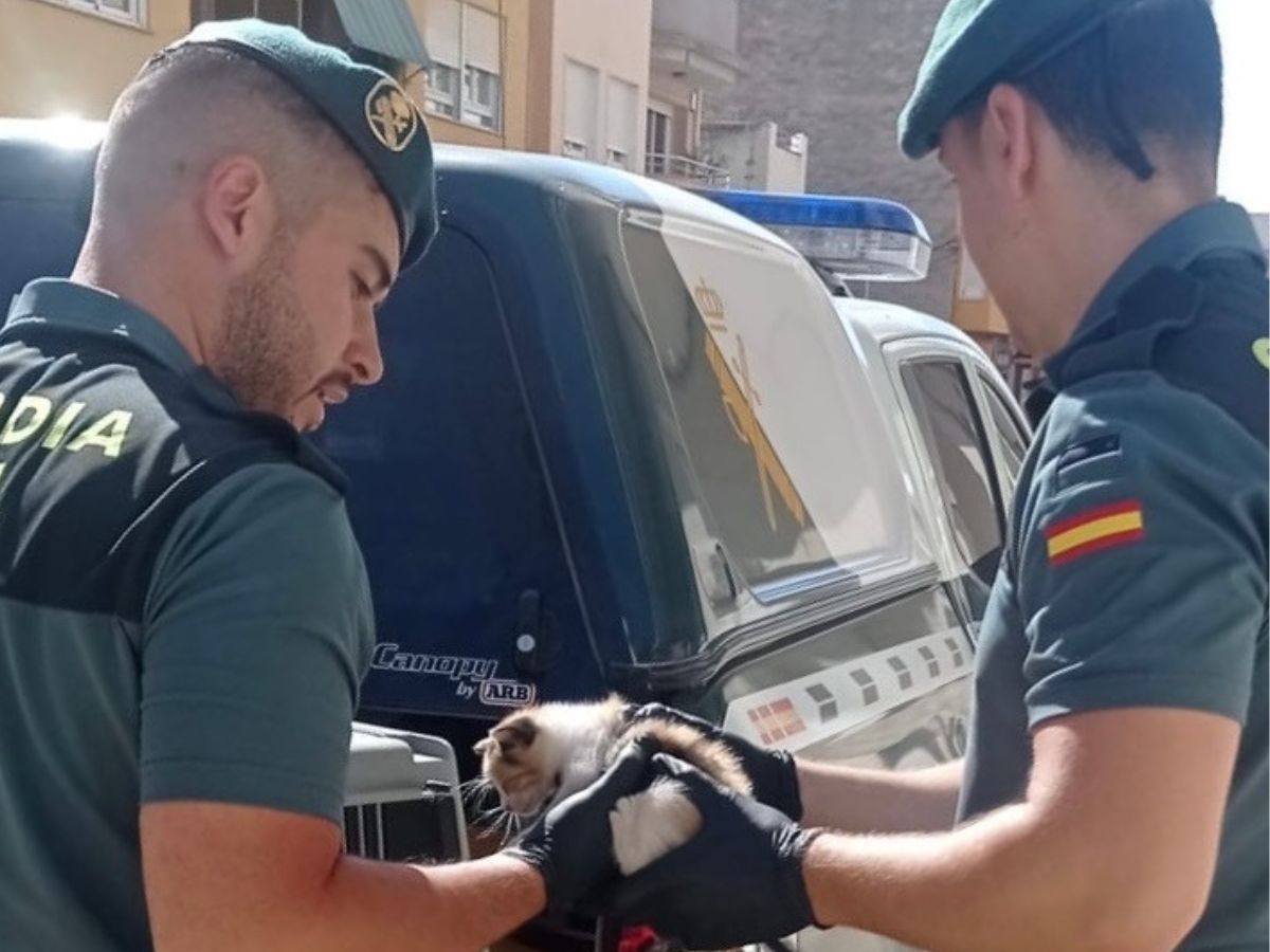 Rescatan una cría de gato tras un viaje entre Barcelona y Benicarló