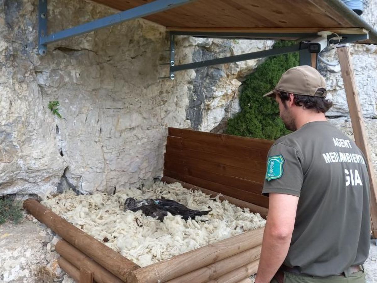 Medio Ambiente colabora en la liberación de tres crías de quebrantahuesos en la Tinença de Benifassà.