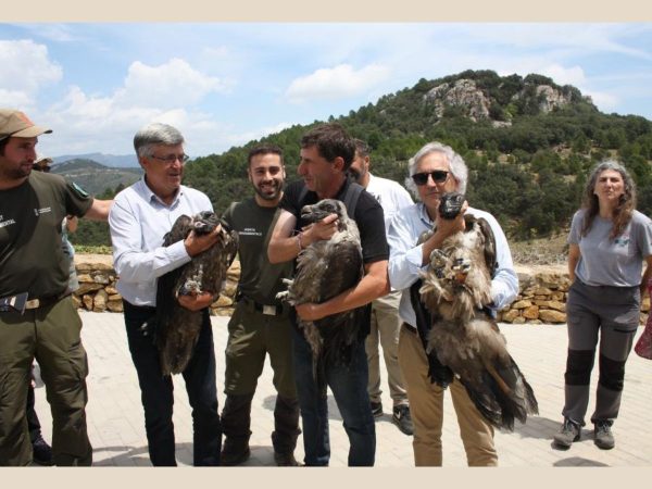 Liberadas nuevas crías de quebrantahuesos en la Tinença de Benifassà