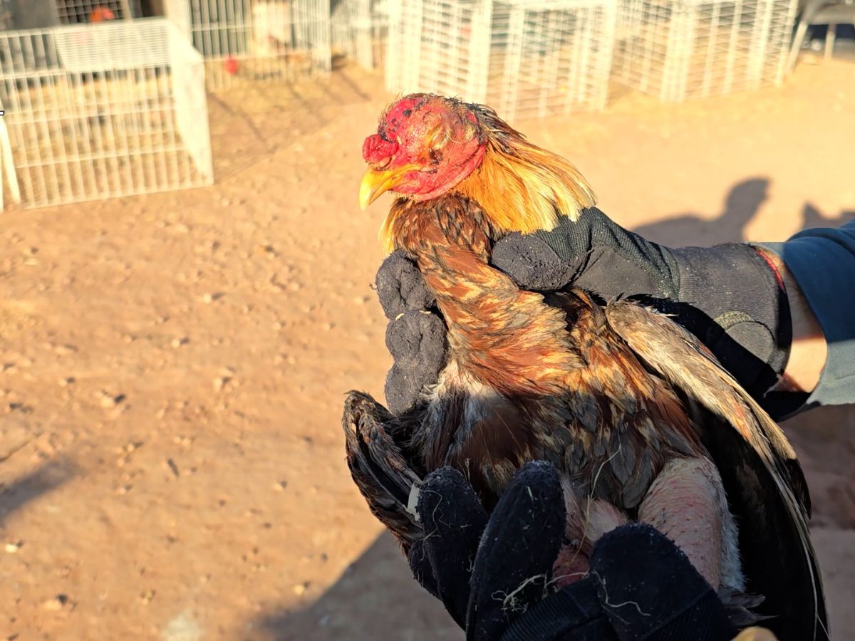 Localizados en una vivienda más de cien animales con síntomas de maltrato