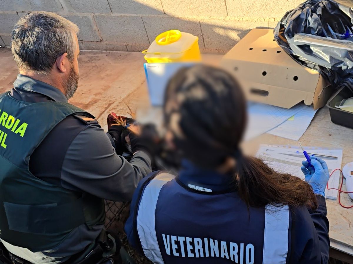 Localizados en una vivienda más de cien animales con síntomas de maltrato