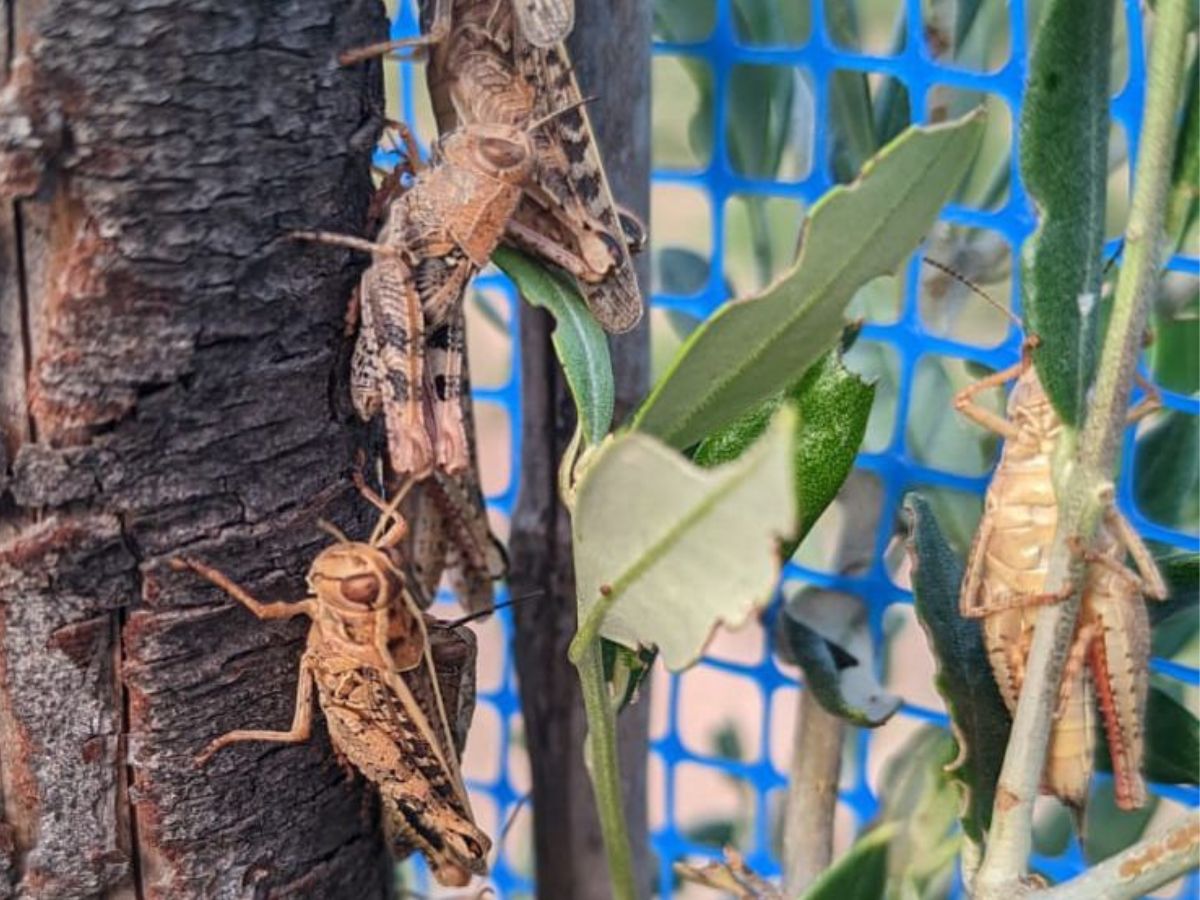 Millones de saltamontes asaltan el campo de una población en la Comunitat