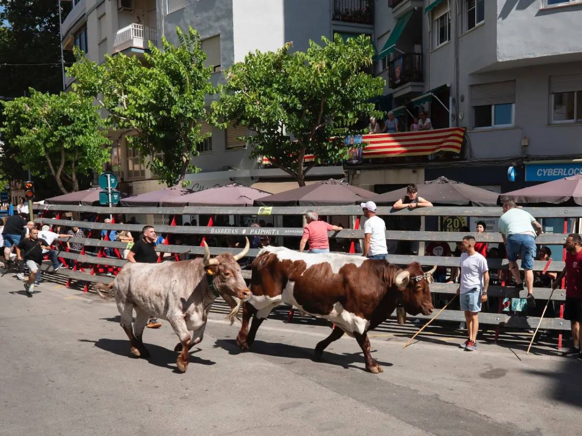 Multitudinario IV Encierro de Toros Cerriles en San Pedro del Grao de Castellón