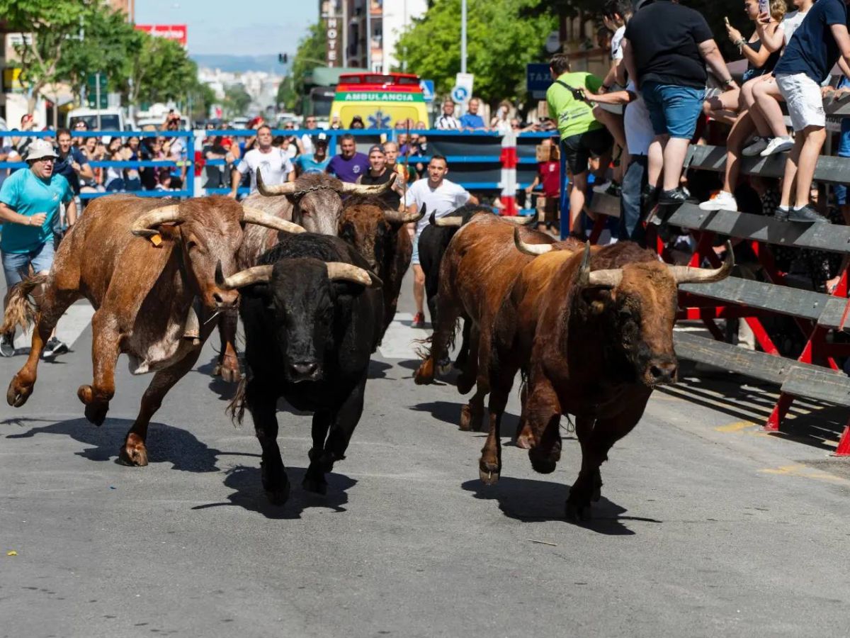 Multitudinario IV Encierro de Toros Cerriles en San Pedro del Grao de Castellón