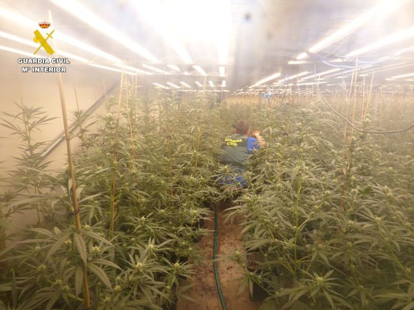 Prisión directa por plantación de marihuana en Favara