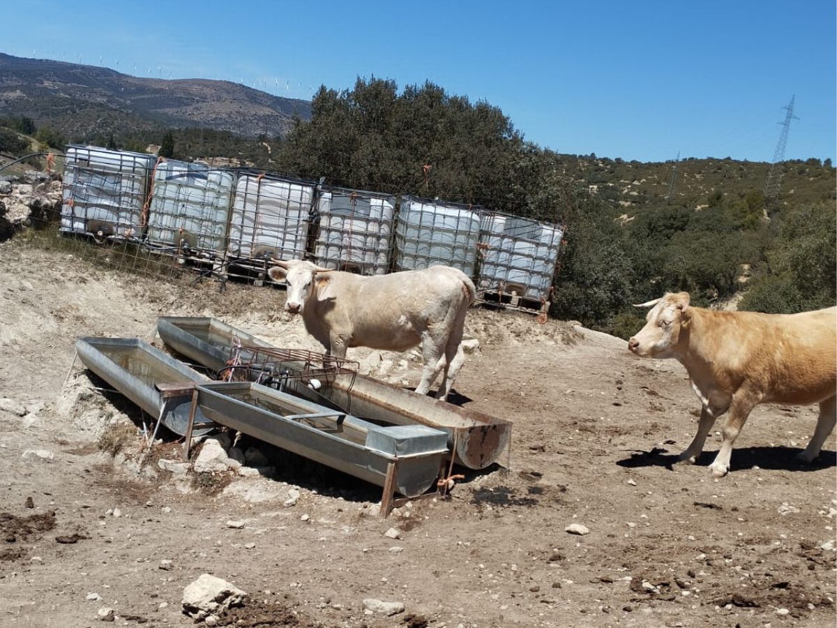 Solicitan ayudas para detener el sacrificio de vacas en Els Ports