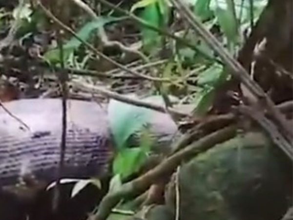 Una serpiente pitón de 5 metros mata y se traga a una mujer