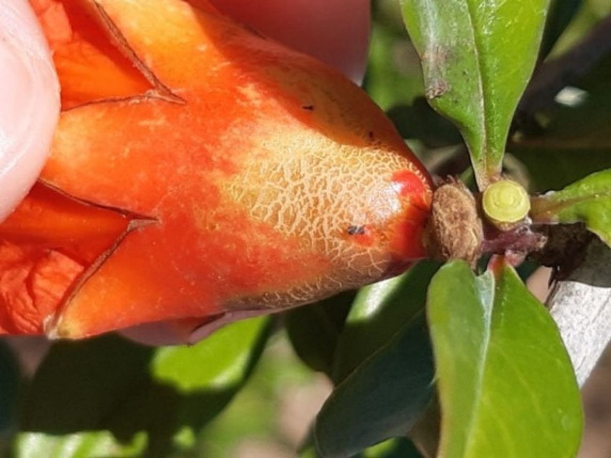 Agricultura declara emergencia por plaga ‘Scirtothrips aurantii’