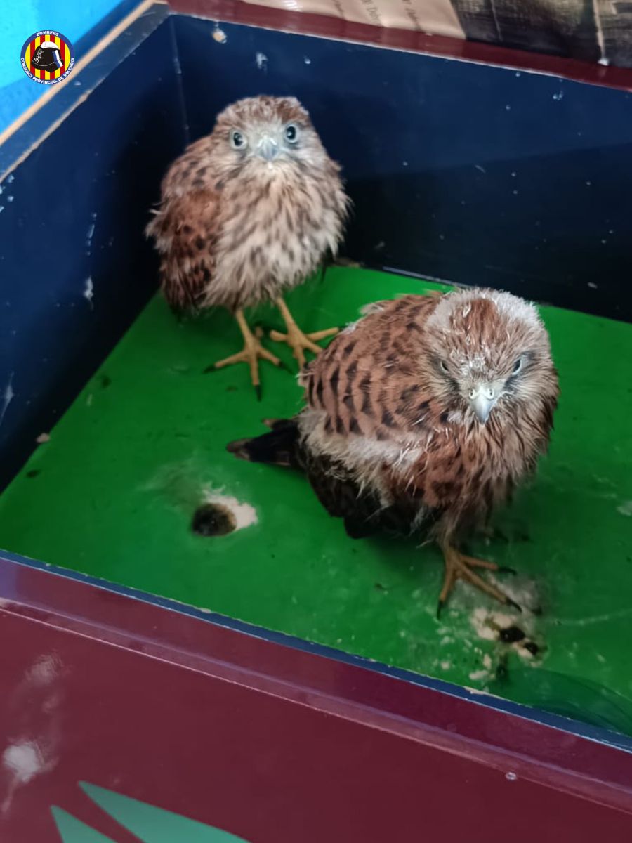 VÍDEO - Las aves fueron hidratadas y posteriormente entregadas al personal del Centro de Recuperación de la Fauna del Saler.