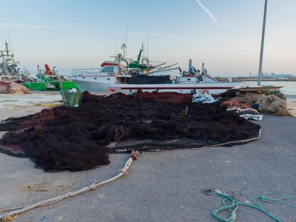 El Ministerio de Pesca dona 991 kilos de boquerón decomisado en el Puerto de Castellón