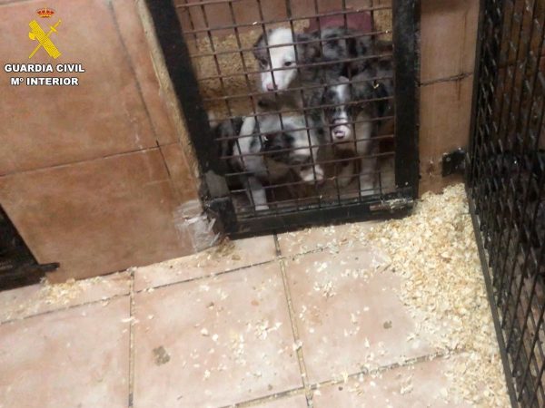 La Guardia Civil desmantela trama de venta ilegal de cachorros en España