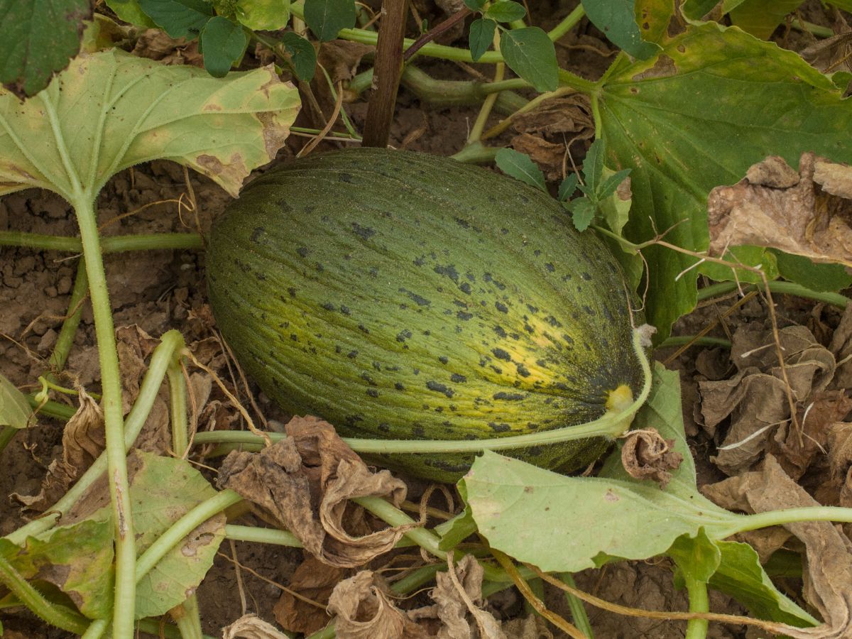 Vigilancia intensiva en La Llosa para proteger los valiosos melones