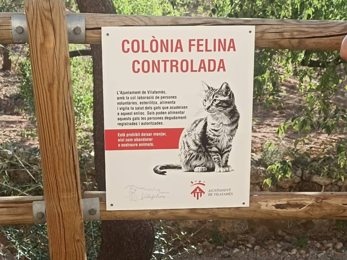 Vilafamés avanza en el control de colonias felinas con el método CER