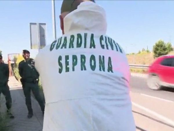 Aparece el cadáver de un toro en una playa de Torreblanca