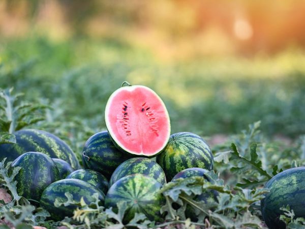 Caída del precio de la sandía en el campo de la Comunitat Valenciana