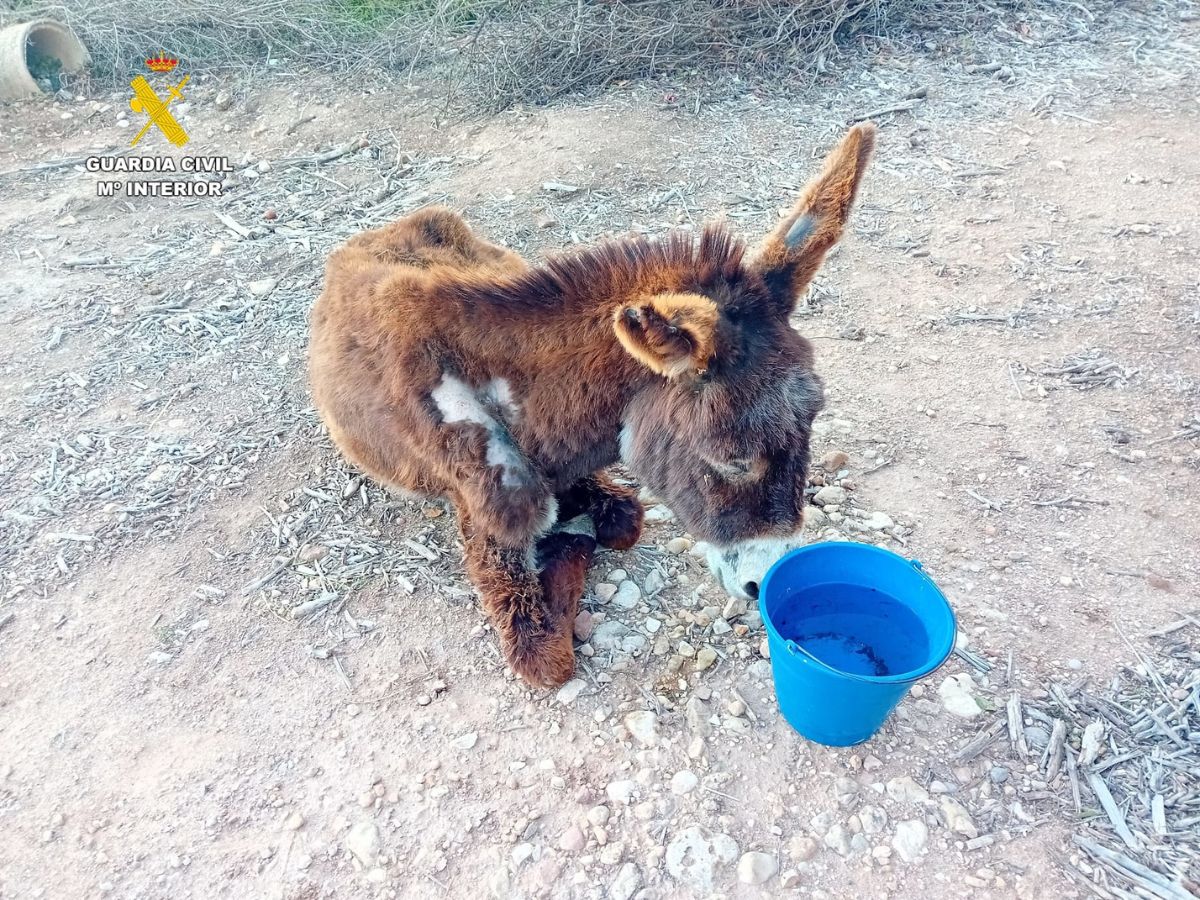 Investigado por maltrato a una burra que acabó muriendo