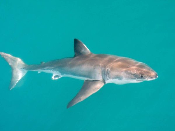 Investigan si los tiburones blancos de Galicia provienen del Mediterráneo