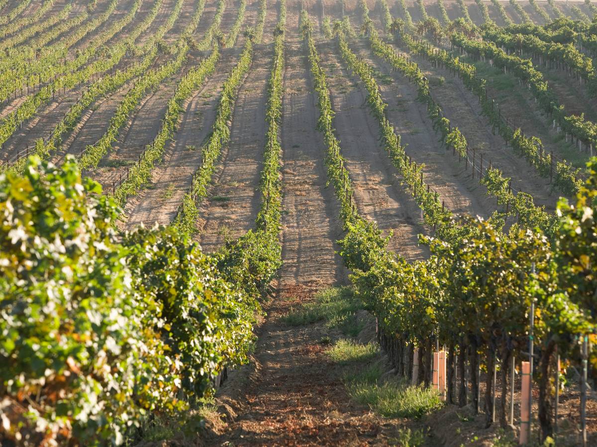 La uva para cava alcanzará precios históricos por la sequía