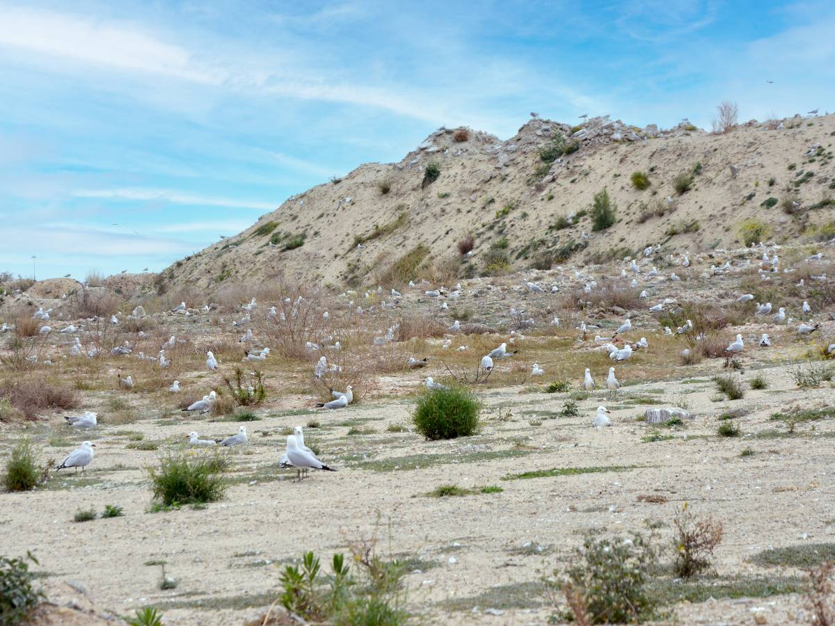 Plan de protección y conservación de aves marinas nidificantes en PortCastelló