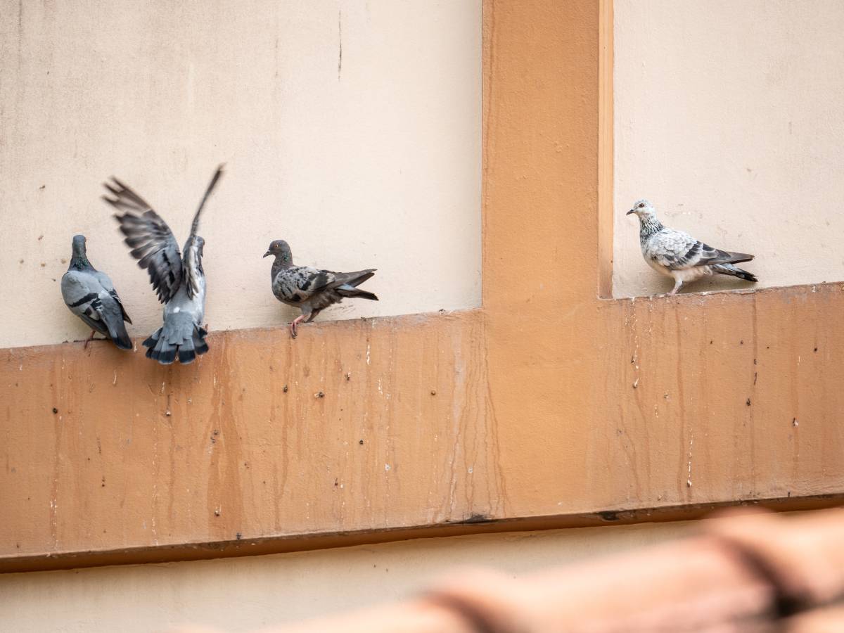 Presupuesto ampliado para control de palomas en Castellón