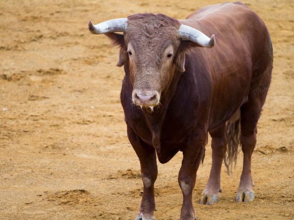 Vecinos de Ayora se oponen a una novillada programada por el Ayuntamiento