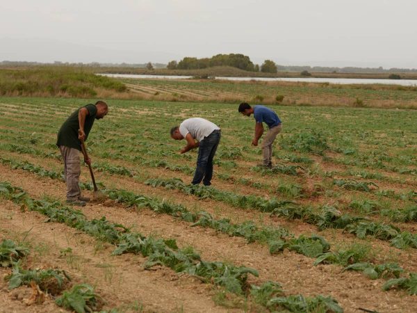 Agricultores reclaman protección legal ante inmigrantes que falsifican contratos