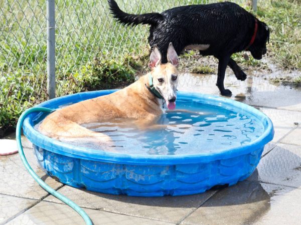 Alertas por calor en Els Ports, Alt Maestrat, Plana Alta y la Ribera Alta