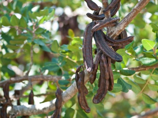 Bajos precios y pérdida de cosecha en el inicio de la campaña de algarroba