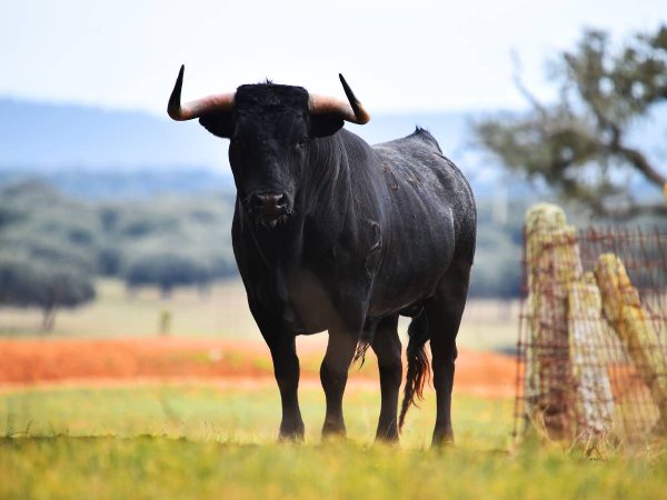 Buscan a un toro que se ha escapado de Almenara