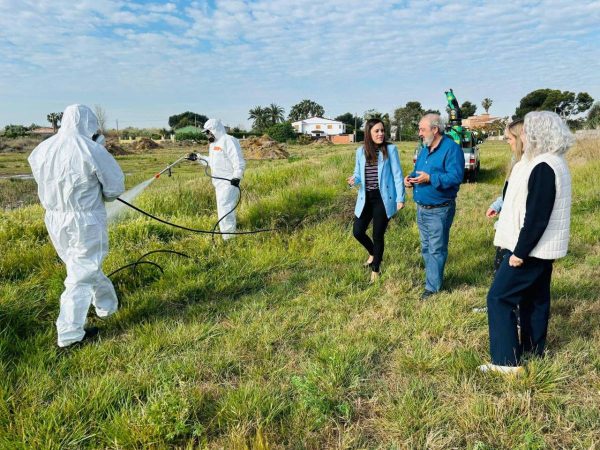 Castellón redobla esfuerzos contra el mosquito tigre