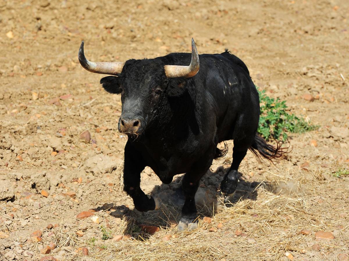 Continúa la búsqueda del toro escapado en Almenara