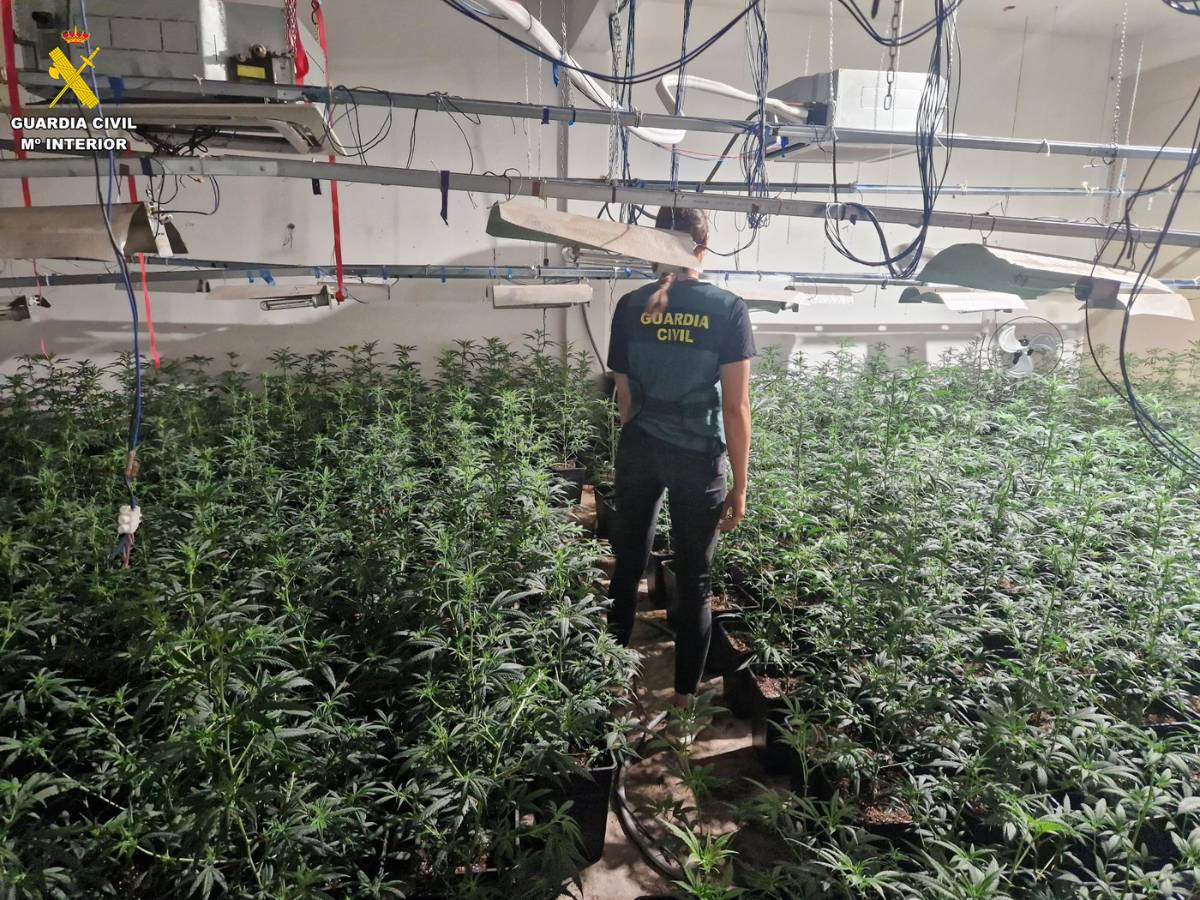 En total se han aprehendido más de mil plantas de marihuana y se han desarticulado cuatro plantaciones indoor