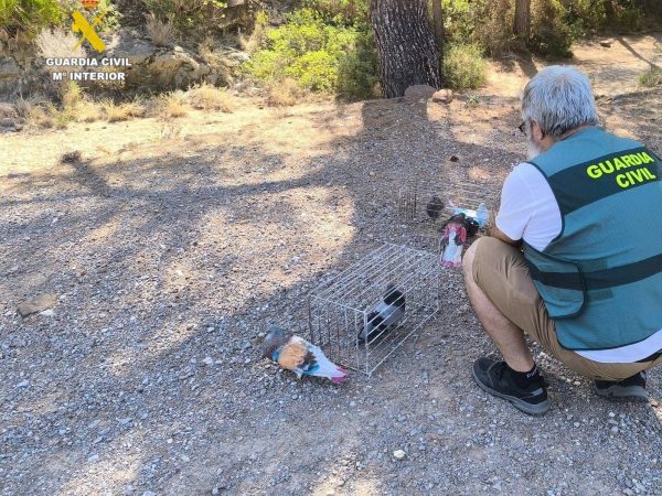 Dos detenidos por robar palomos deportivos de competición en Benicàssim