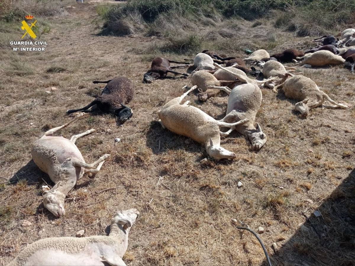 El Seprona investiga la muerte 30 ovejas tras beber agua estancada en Benifaió