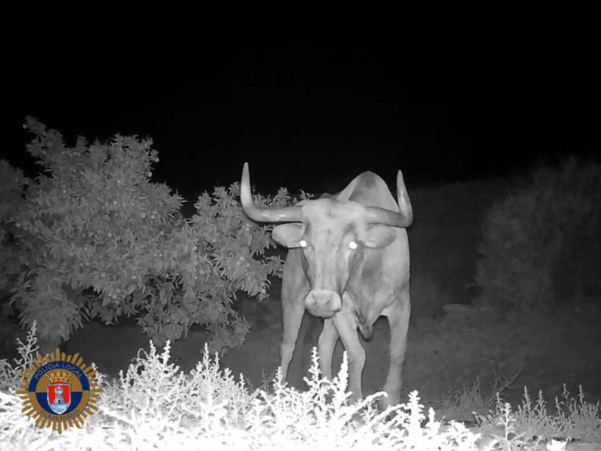 Encuentran muerto al toro desaparecido en Almenara