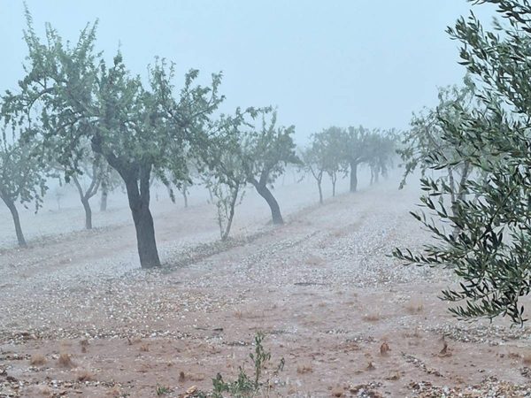 La DANA arrasa cultivos en Castellón y Valencia