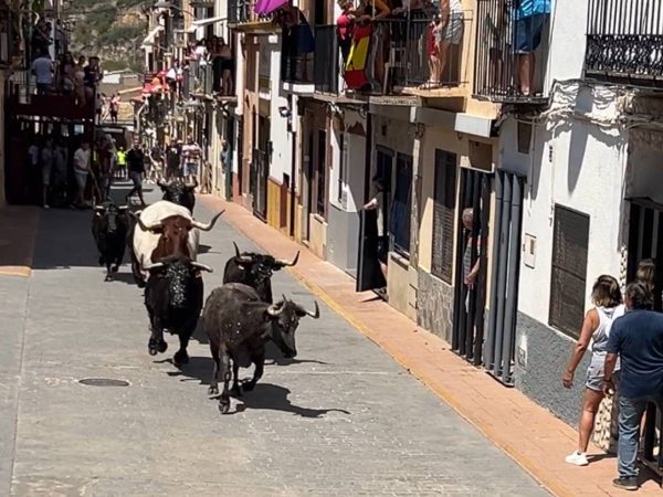 Las exhibiciones taurinas abren el programa de festejos en Les Useres