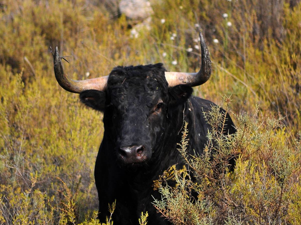 Localizan al toro fugado en Almenara