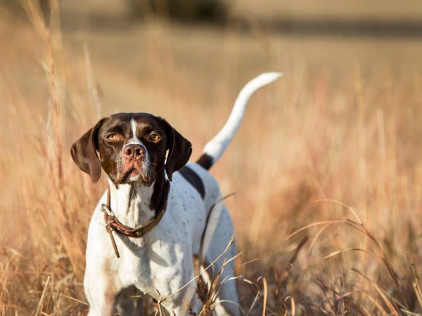 Los cazadores denuncian ‘sesgo’ en la estadística sobre abandono de perros