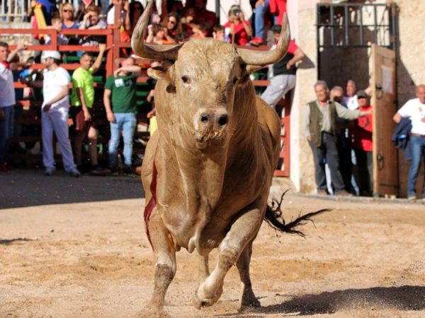 Un toro cornea a un menor en las fiestas patronales de Vilamarxant