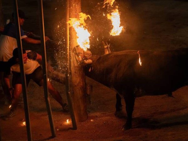 Un toro se soltó de la cuerda dejando un herido grave en Alfafar