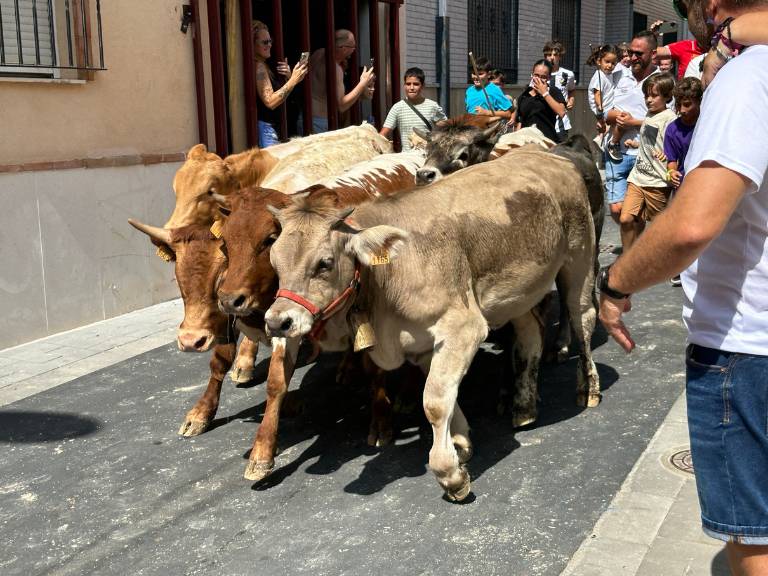 La programación de hoy ha servido de aperitivo para uno de los actos más destacados del programa: el encierro de seis toros cerriles.