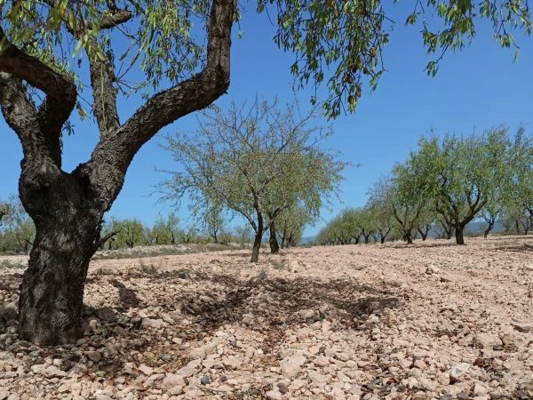 Crisis en la almendra por la sequía y la competencia internacional