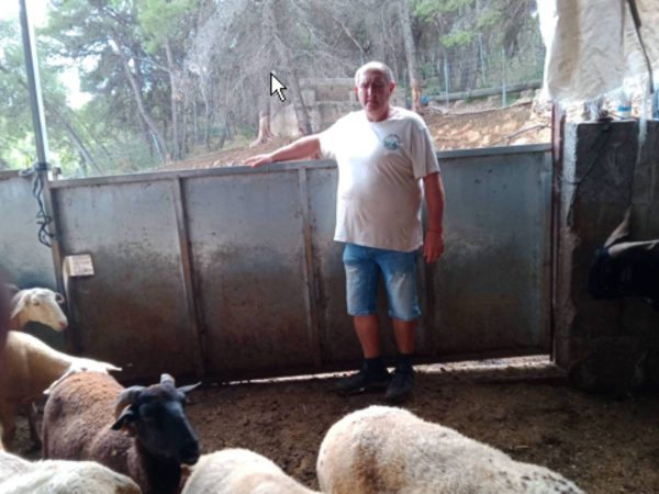 Denuncian el robo de 140 ovejas, 3 cabras y 2 perros en Algimia de Alfara