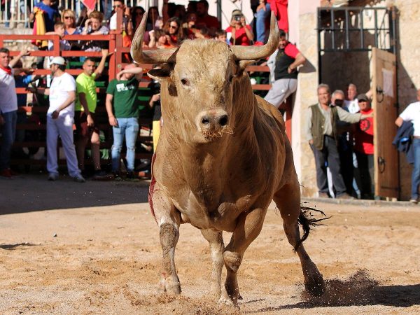 El ‘Bous al Carrer’ tendrán veterinario de guardia en 2025